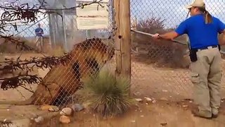 Zookeeper screams as lion breaks through gate