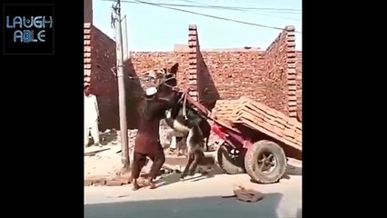 Most funny videos of 2016 funny clips u cant stop laughf (3)