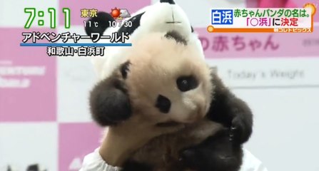 白浜AVWの子パンダ命名