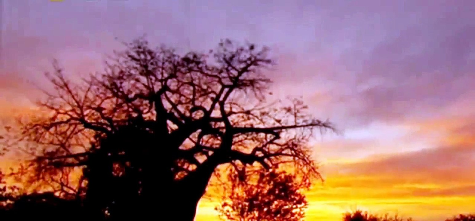 Wild Discovery Documentary Lion LifeCycle - Attacks Buffalo HD 720p