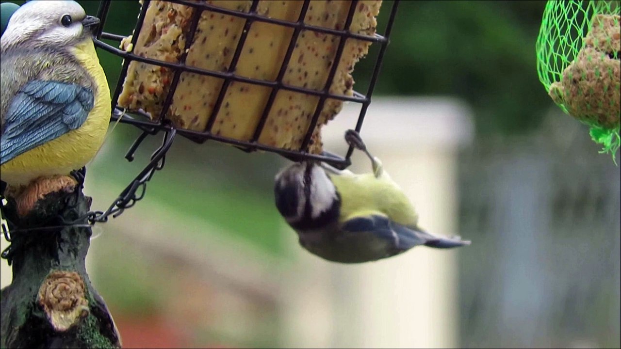 Roguidine : les oiseaux du ciel