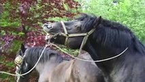 Elevage de chevaux pur-sang sur la ferme