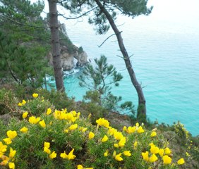 Bretagne. L'ajonc devient la fleur emblème de la région
