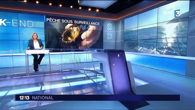 Var : la pêche aux oursins sous surveillance