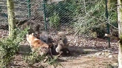Кабан атакует гиен (Wild Boar attacks Spotted Hyenas)