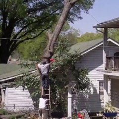 funny tree cut clips