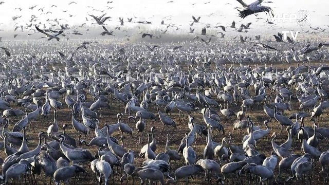 Israël: des grues cendrées envahissent le lac de Houla