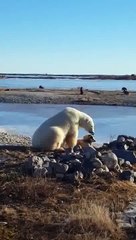 Cette vidéo que tout le monde trouvait si belle est en fait effrayante car le chien était là pour nourrir l'ours