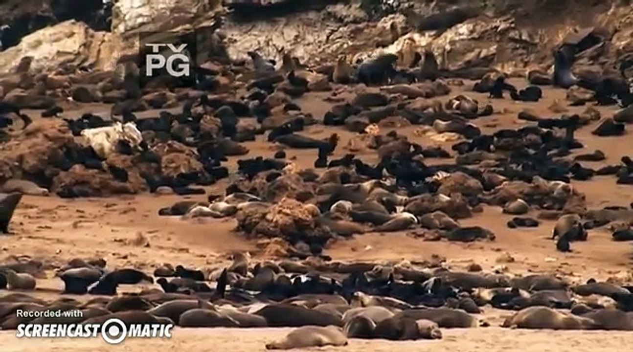 Brown Hyenas Hunt Too!