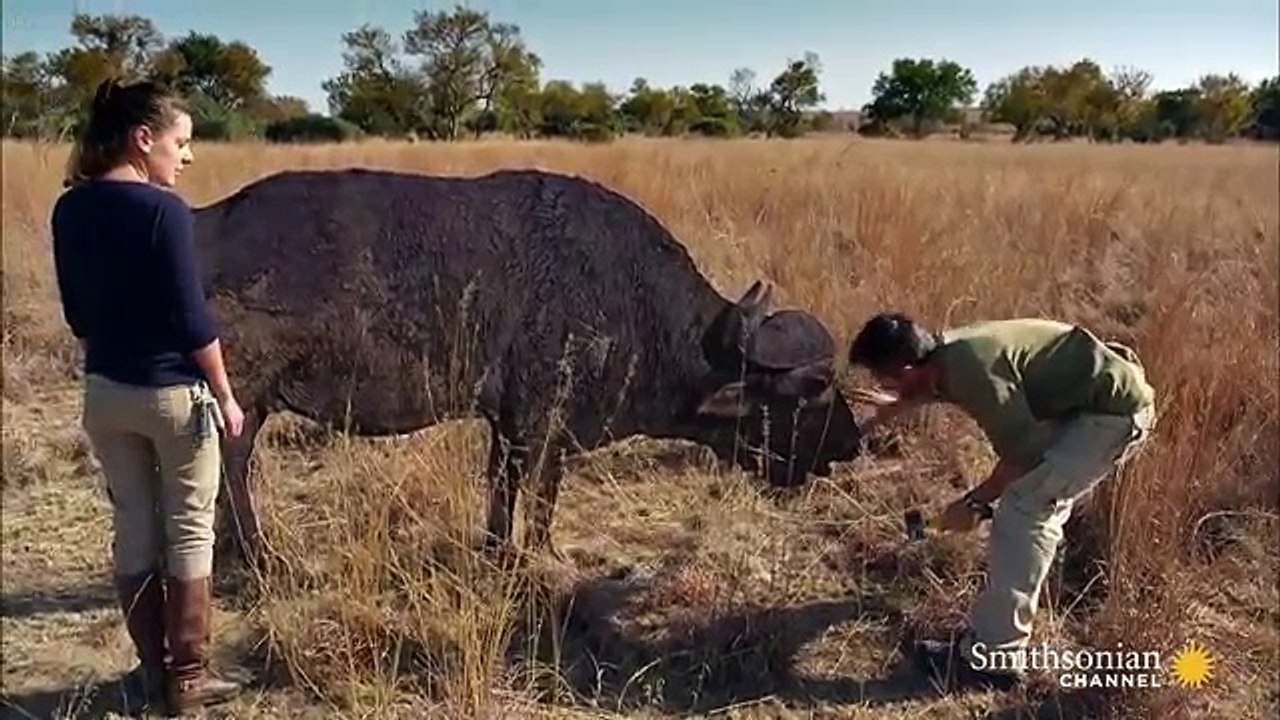 How Lions Choose Their Prey