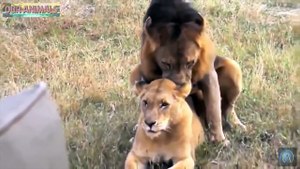Predadores Selvagens Acasalando - leão, tigre, Jaguar & preta Jaguar, Leopardo!