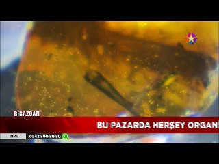 Jurrasic Park gerçek olur mu? Kehribar taşında Dinozor kuyruğu bulundu