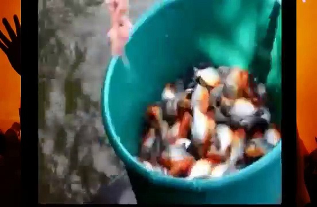 When animals attack   Extreme animal attacks on humans   Piranha Attacks