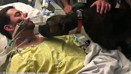 Dog visits hospital to say last goodbye her owner