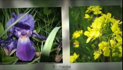 Cinsel gücü artıran 15 bitki