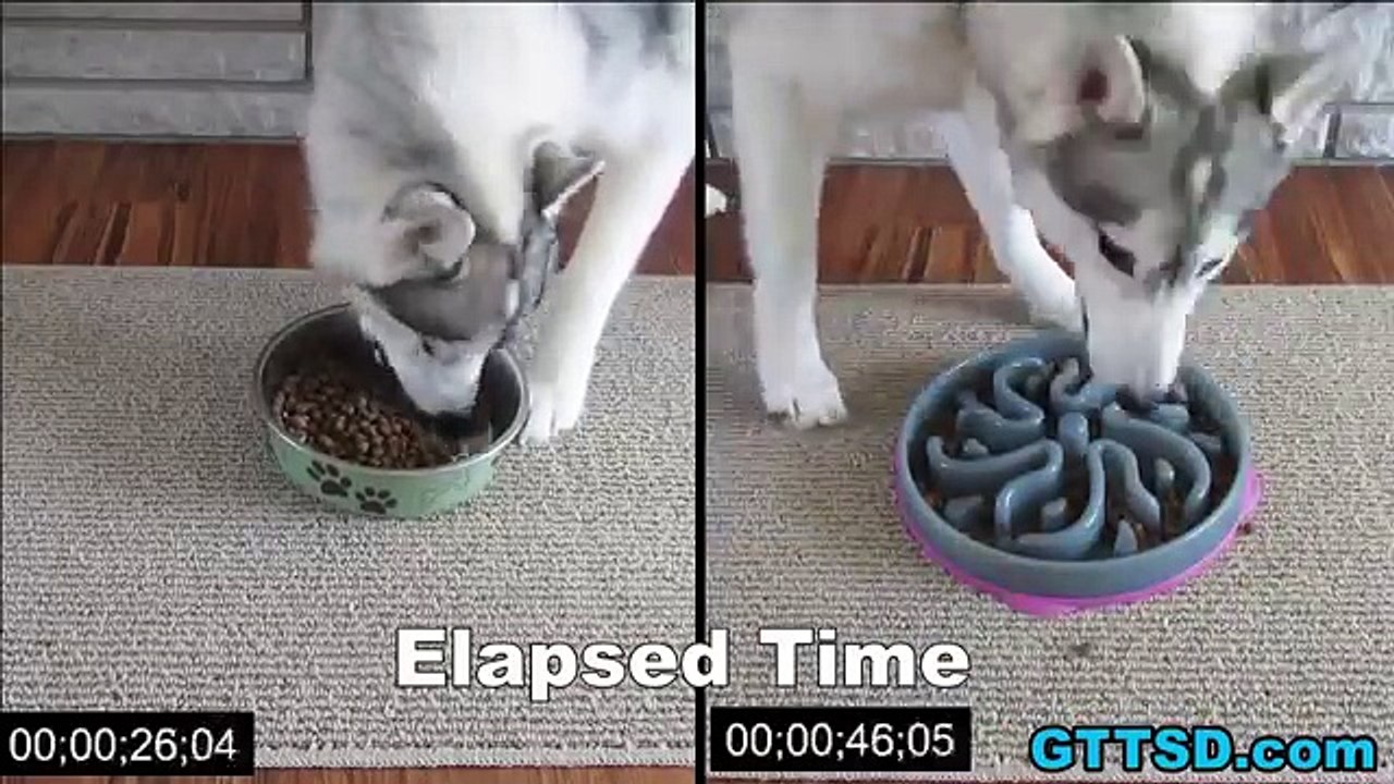 La gamelle anti-glouton pour empêcher votre chien de manger rapidement.