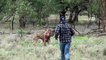 Man punches a kangaroo in the face to rescue his dog (Original HD)