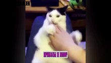 КОТЫ ПРИКОЛЫ 2016 Лучшие Приколы с котами Funny Cats Complation 2016