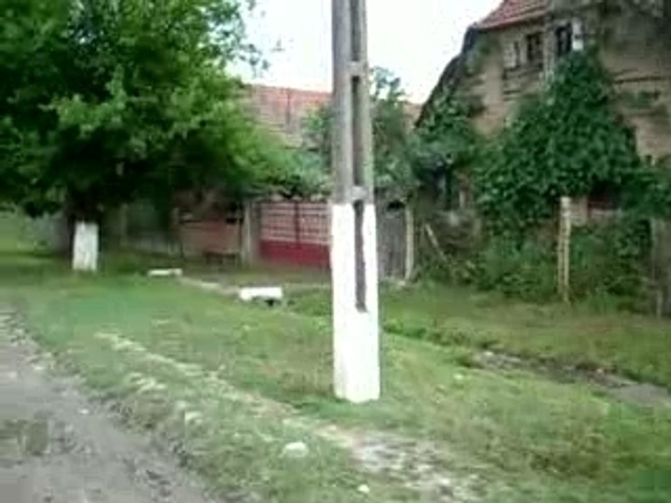Arad - Caprioara - 17