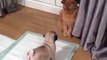 Just a puppy discovering a cat for the very first