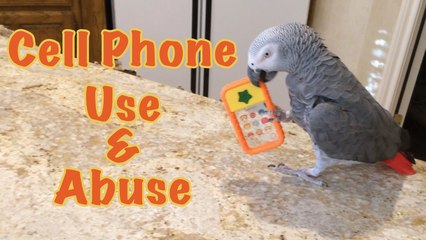 Einstein Parrot Uses and Abuses his toy cell phone