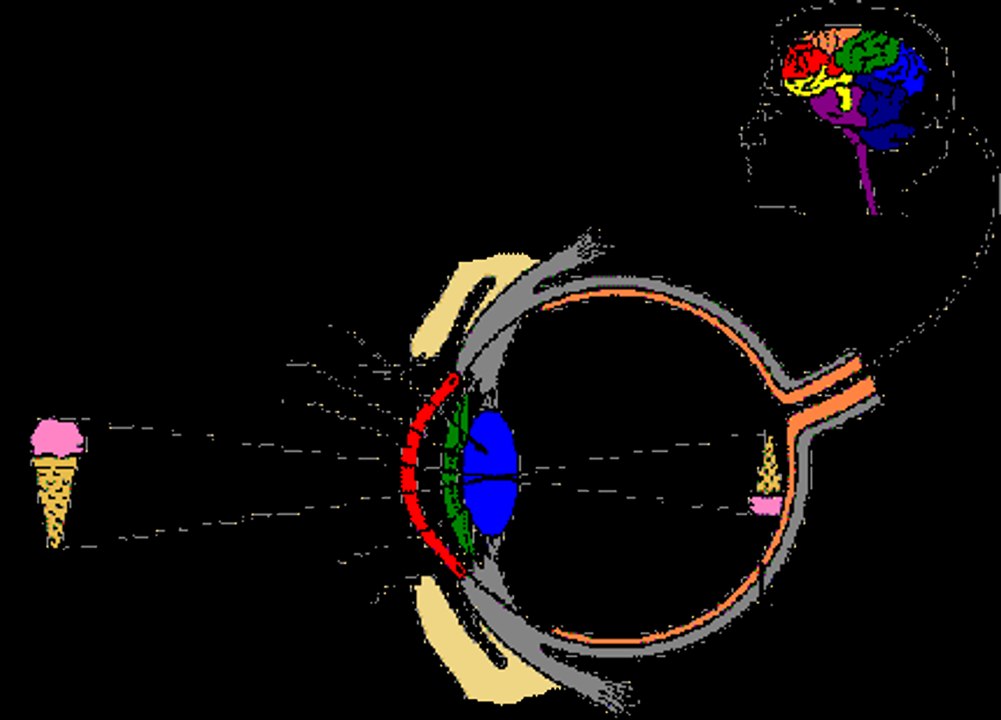 85 - Brian Cox - Eye Mechanism