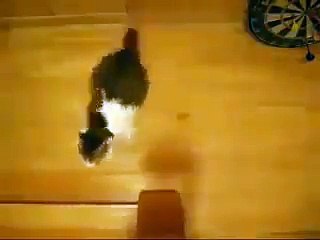 Drift cats.. haha watch this =D