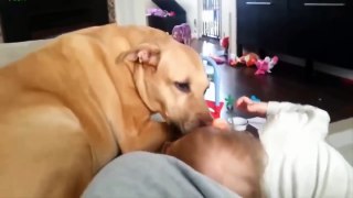 Funny dogs love baby Compilation 2016
