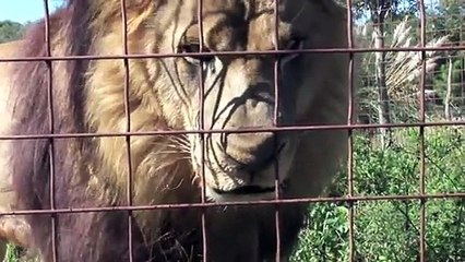 Funny Crazy Big Cat Sounds