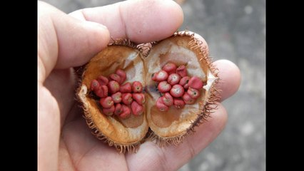 Achiote, Spice for Typical Dishes from El Salvador in Central America