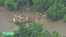 Koboi menggembala sapi yang terdampar di air banjir - Tomonews