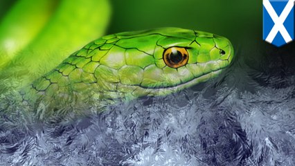 Scotland’s SPCA mistakes harmless snake for green mamba, then kills it