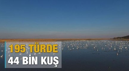 Gala Gölü'ndeki kuş sayısı 44 bine yükseldi