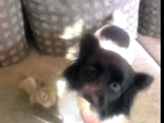 Nikus with chipmunk-squirrel