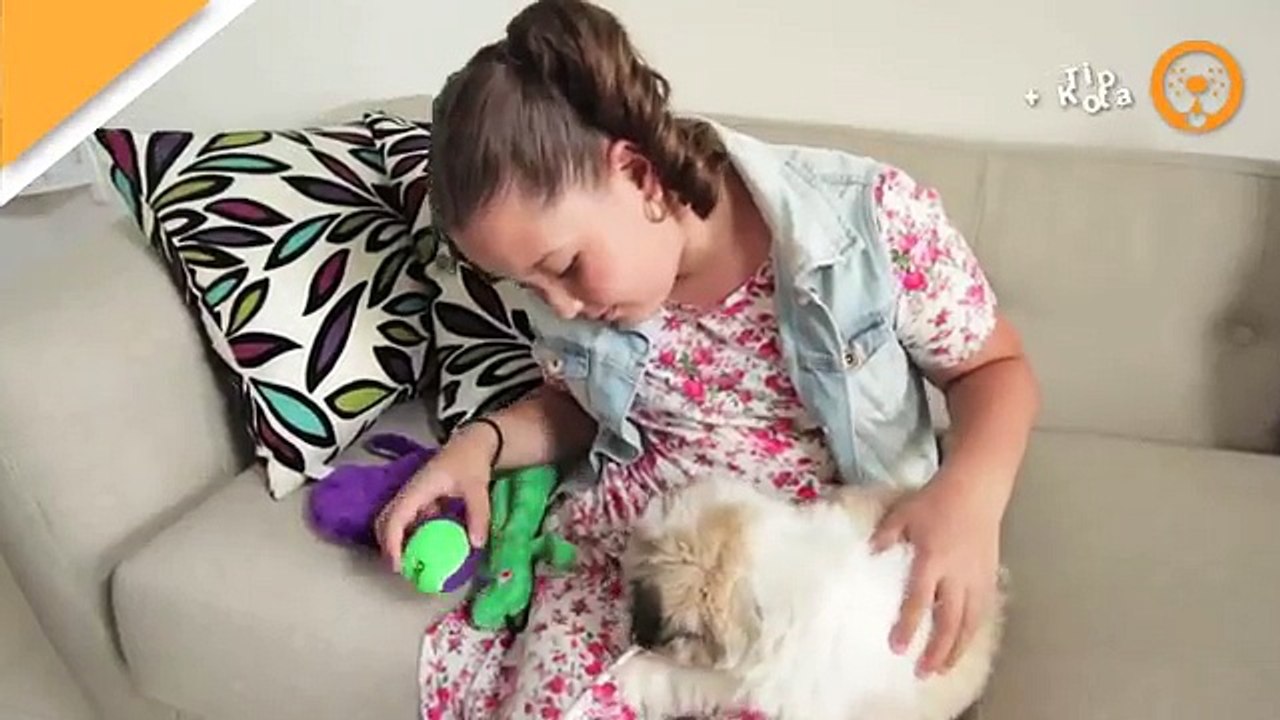 Cuidados de las mascotas- Tip +KOTA para cuando tu perrito se queda solo.