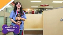 Cuidados de las mascotas- Tip  KOTA para manejar la ansiedad por separación.