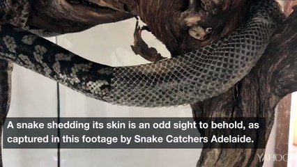 Awesome or creepy or both Watch an Australian python slowly shed its skin