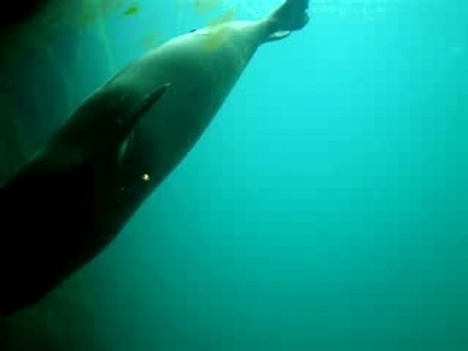 Le phoque de l'Oceanografic