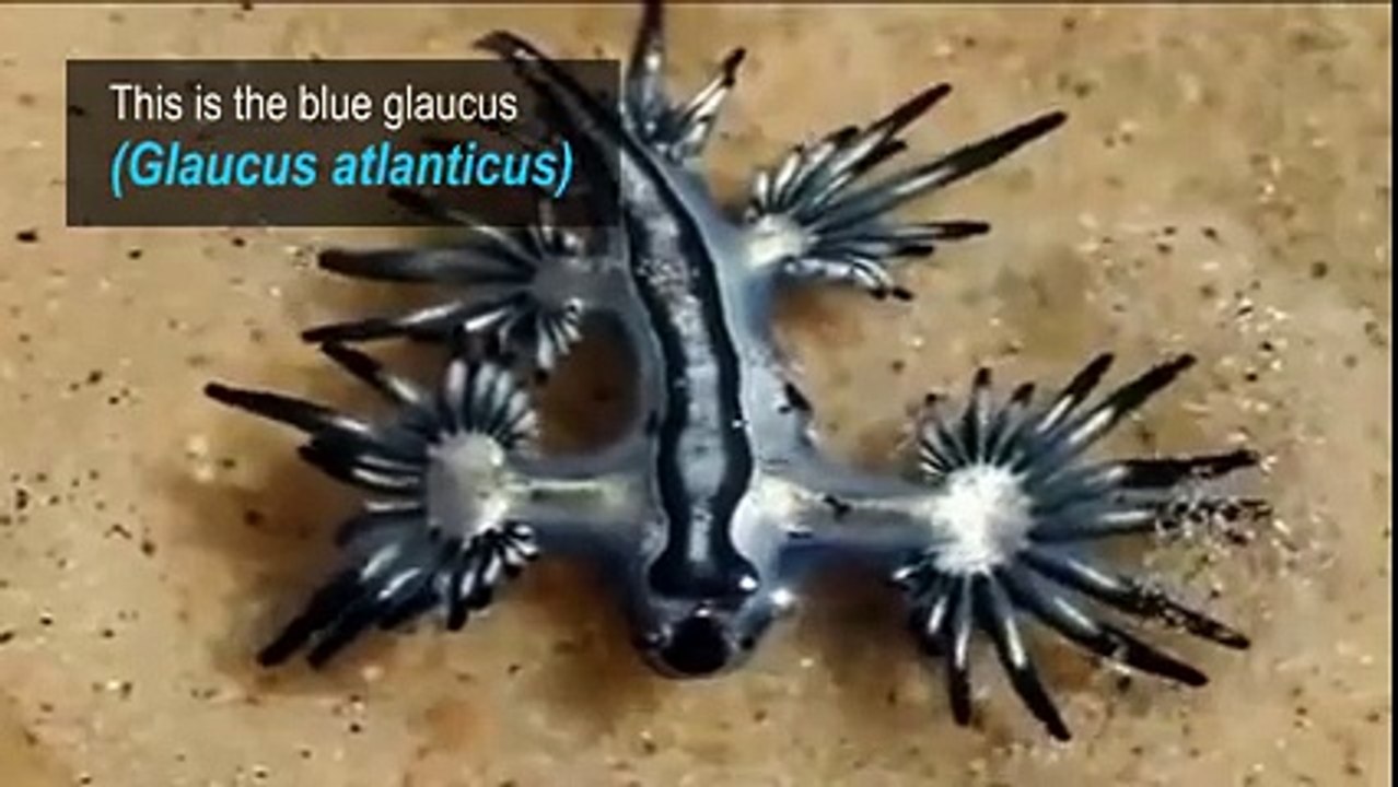 Blue Dragons Latest video