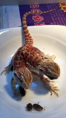 Ce lézard dragon a 2 têtes en chine !!