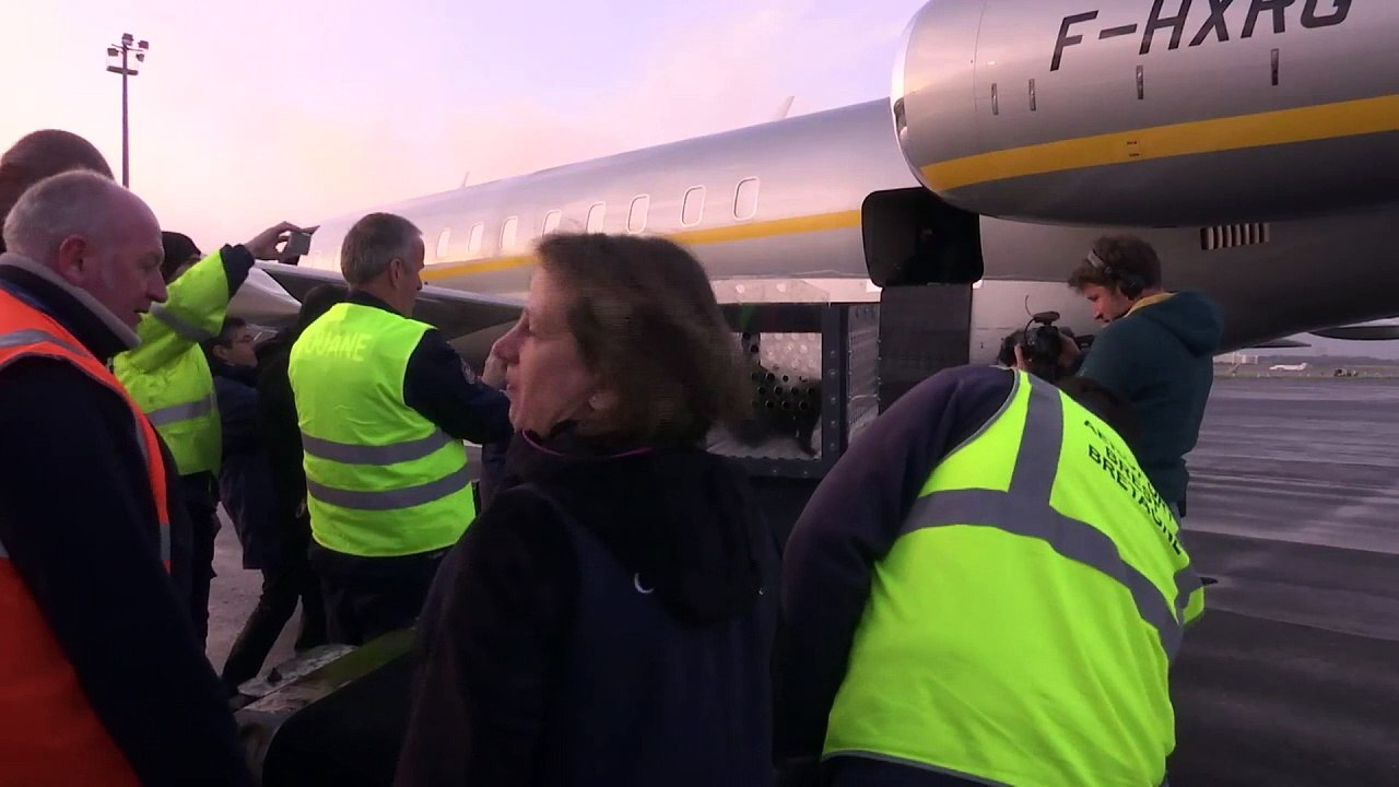 Pazifik-Otter: 9000-Kilometer-Reise nach Europa