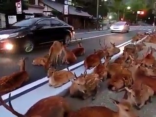 Beautiful deer on the side of the Road