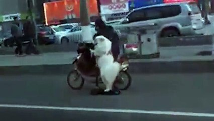 Un motard promène son chien en le faisant avancer… tout seul sur une trottinette