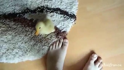 Funy baby duck