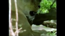 La Hiena, ¿Resistirá al ataque de los Leones 2016_ ANIMALES EN ACCION - WILD