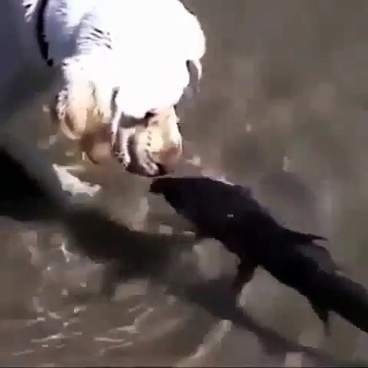 funny dog try to caught a fish