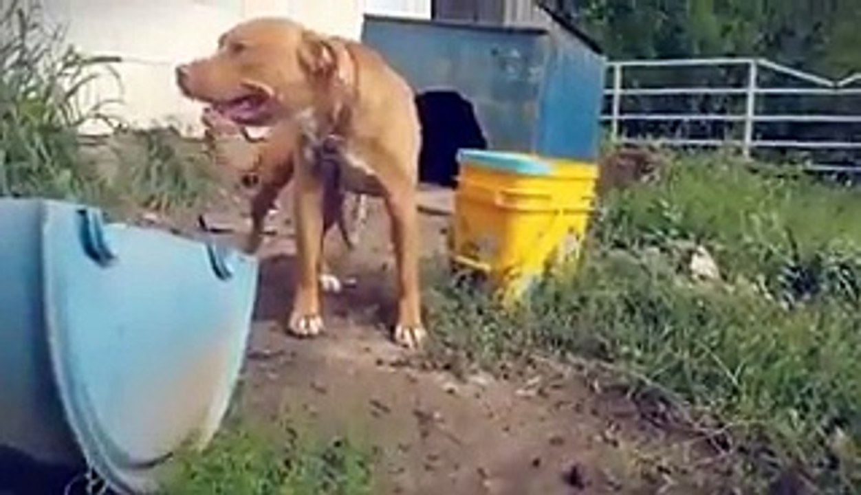 Un pitbull très agressif face à un inconnu qui décide de le detacher