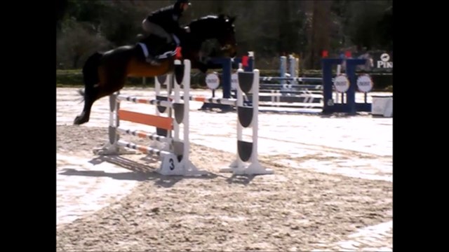 Belle A'Tou - jument SF 5 ans