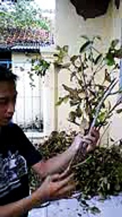 Benalu teh kering Asli tempat Jual Beli 085659344517 Bandung jakarta surabaya bogor tangerang