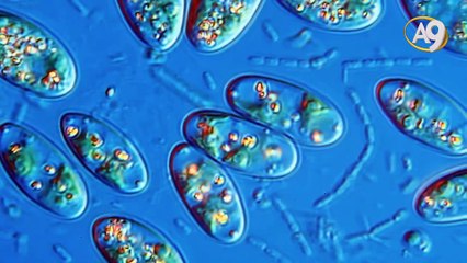 Görünmeyen Dünya - 5